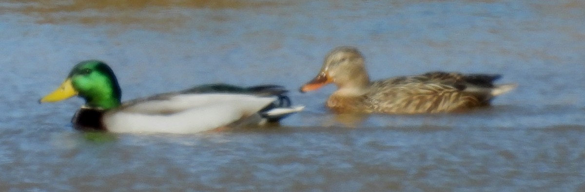 Mallard - ML650538804