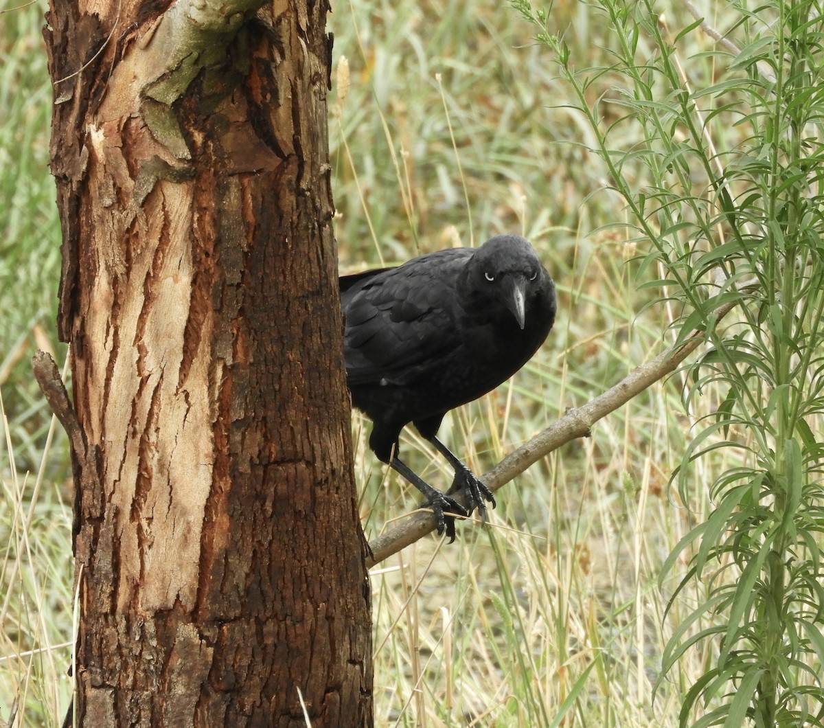 krkavec malý - ML650538811