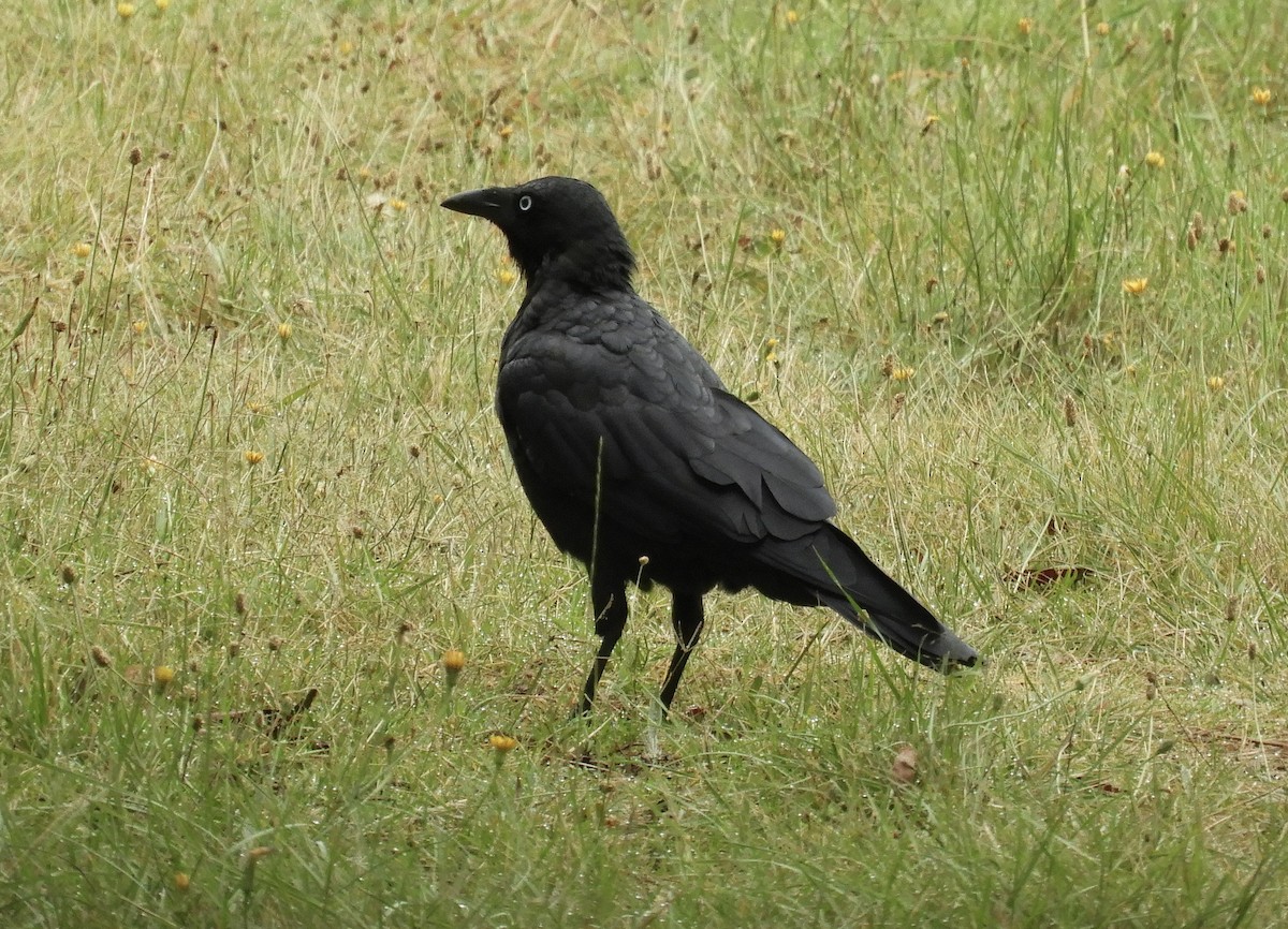 krkavec malý - ML650538817