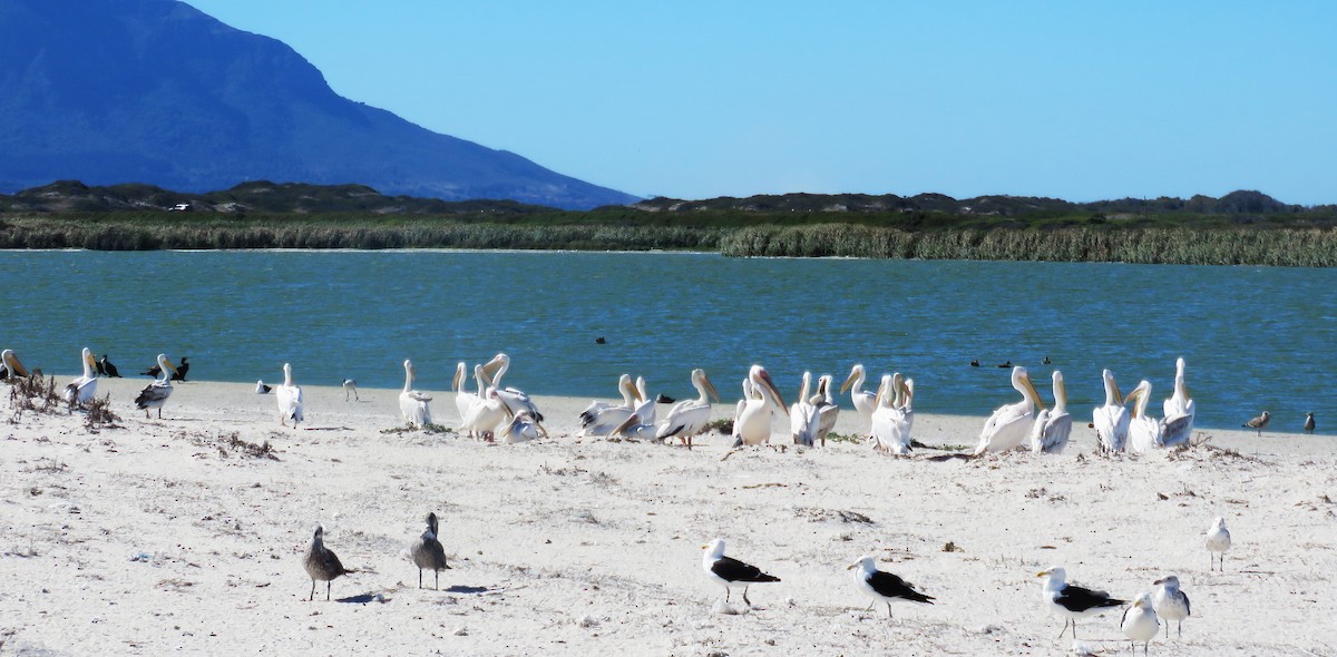 Pélican blanc - ML650538828