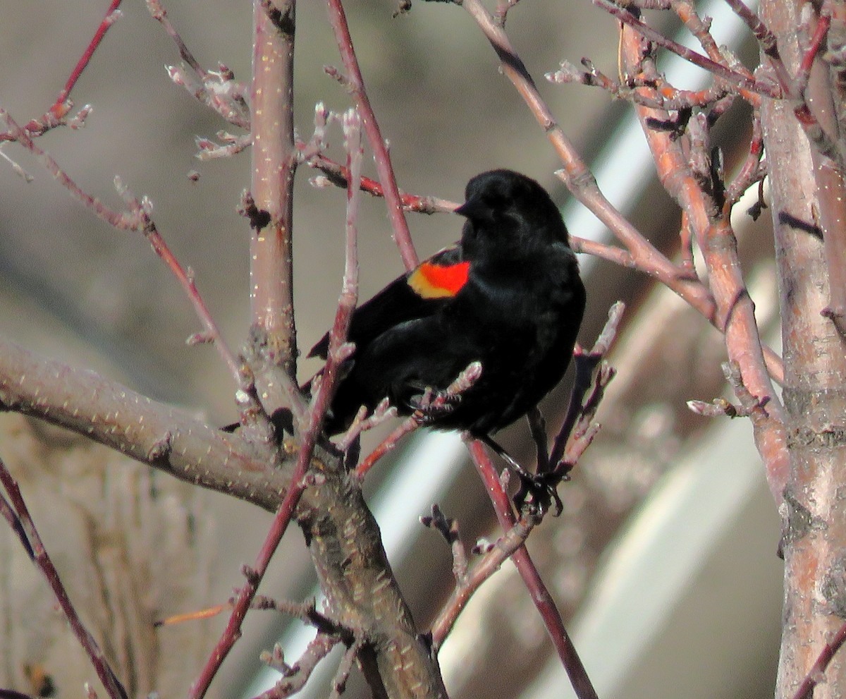 Al Kanatlı Karatavuk - ML650538870