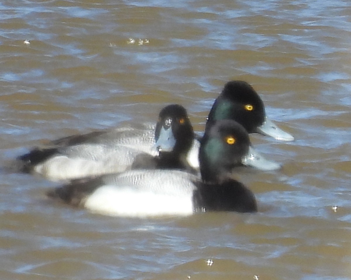 Lesser Scaup - ML650538874