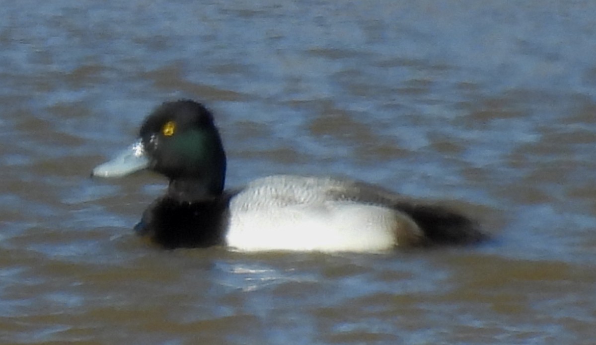 Lesser Scaup - ML650538877