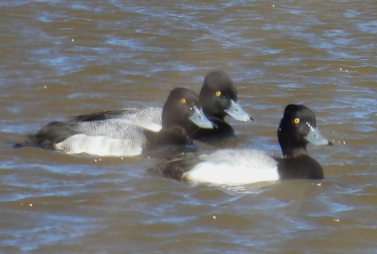 Lesser Scaup - ML650538878