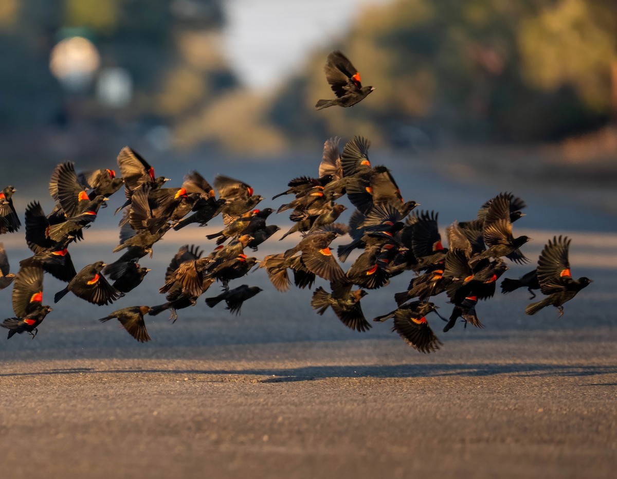 Al Kanatlı Karatavuk - ML650538992