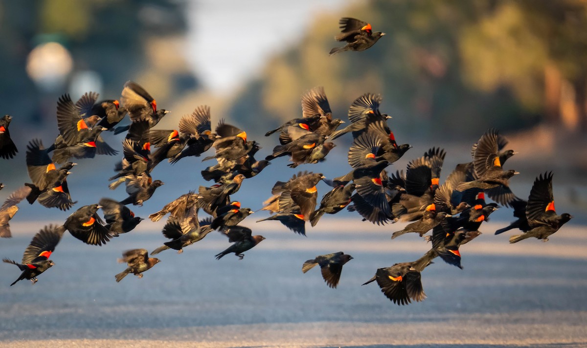 Al Kanatlı Karatavuk - ML650538993