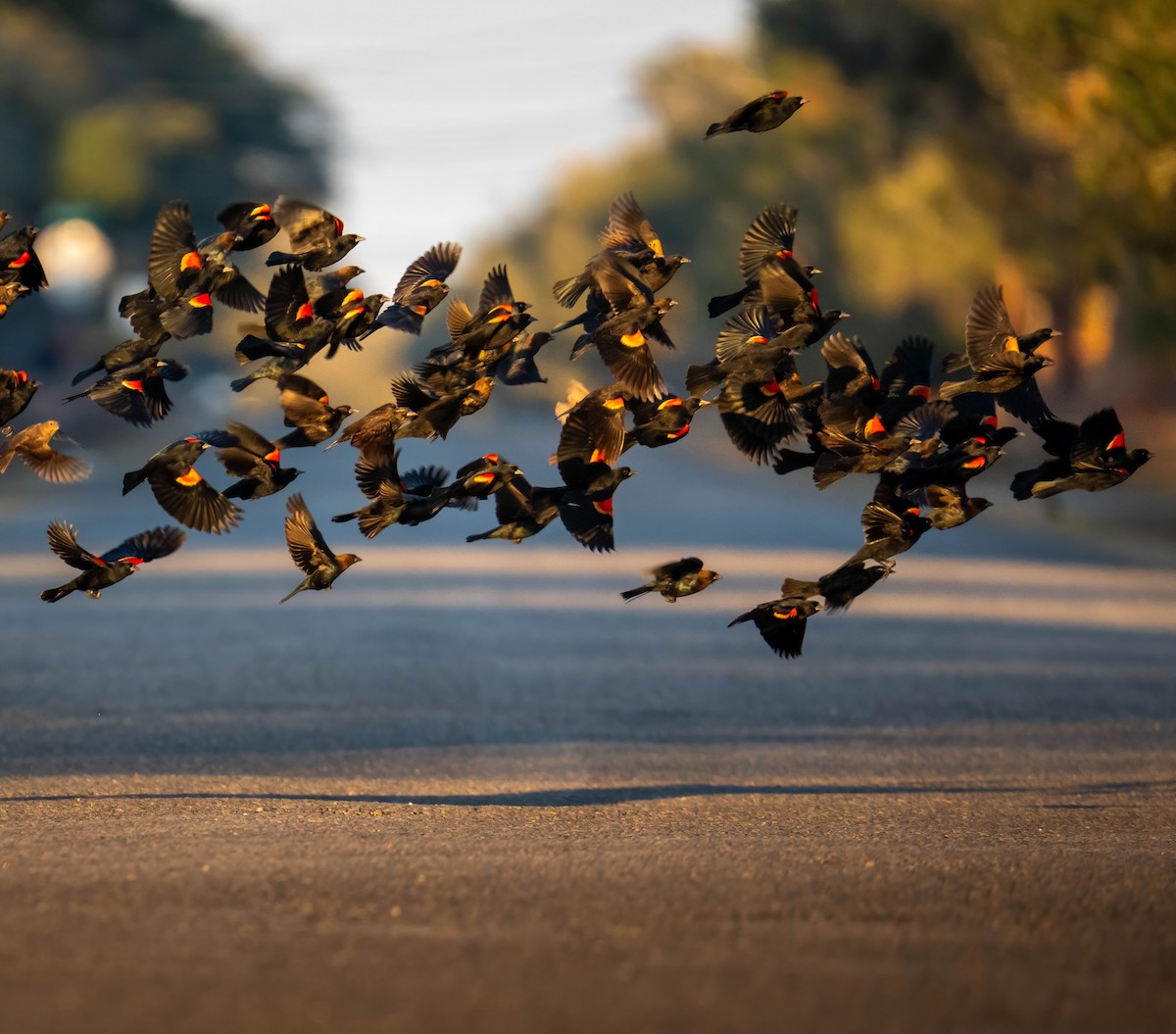 Al Kanatlı Karatavuk - ML650538994