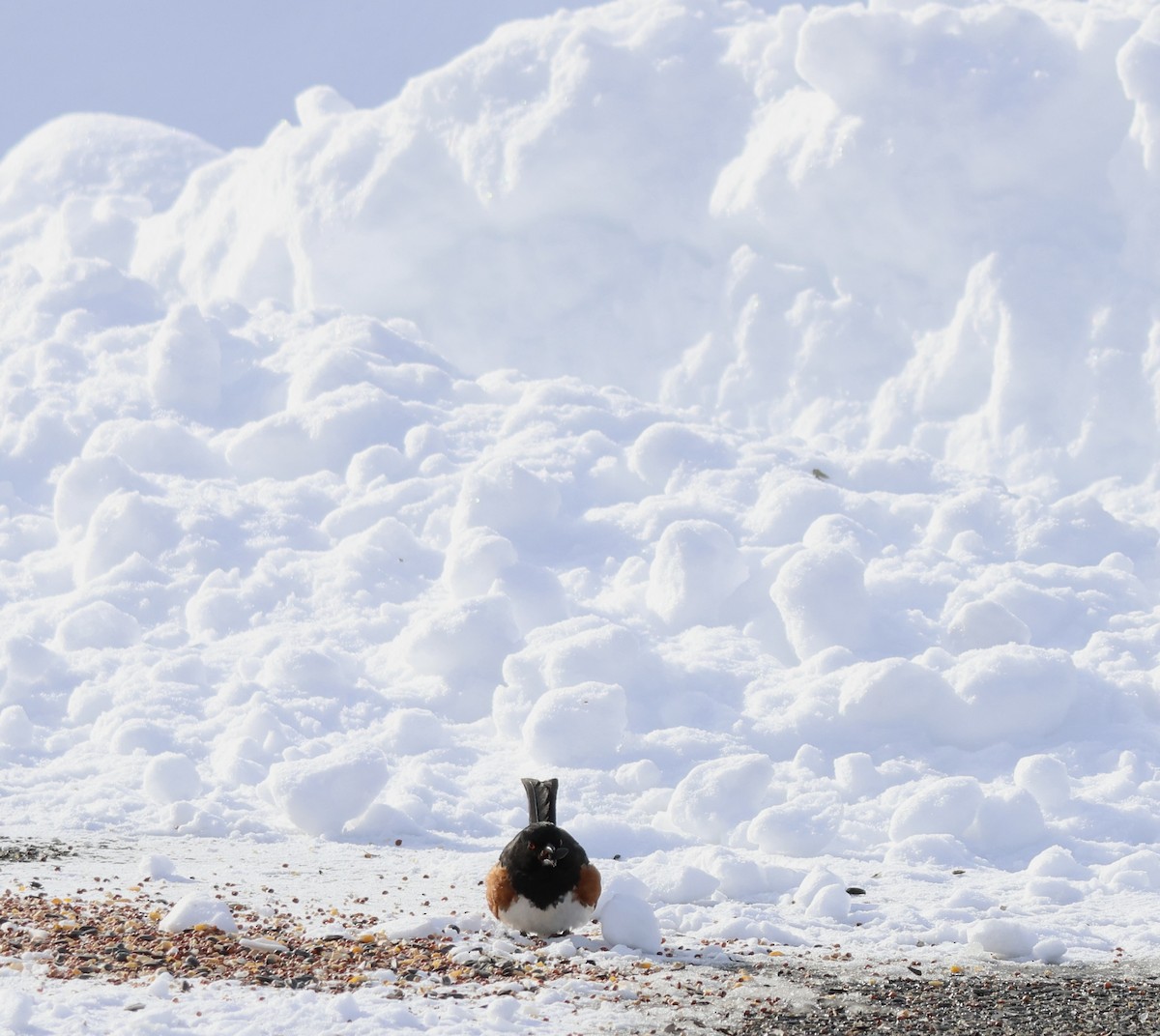 Eastern Towhee - ML650539129