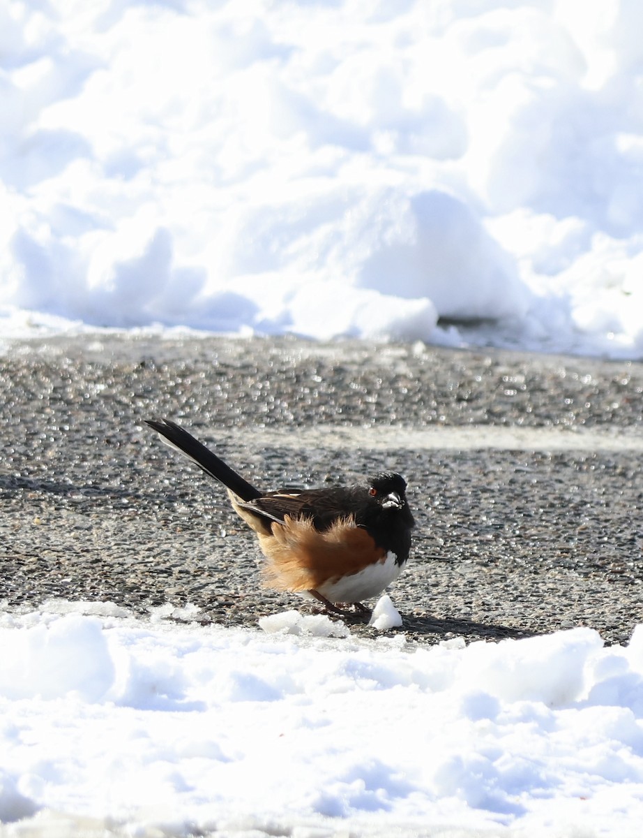 Eastern Towhee - ML650539137