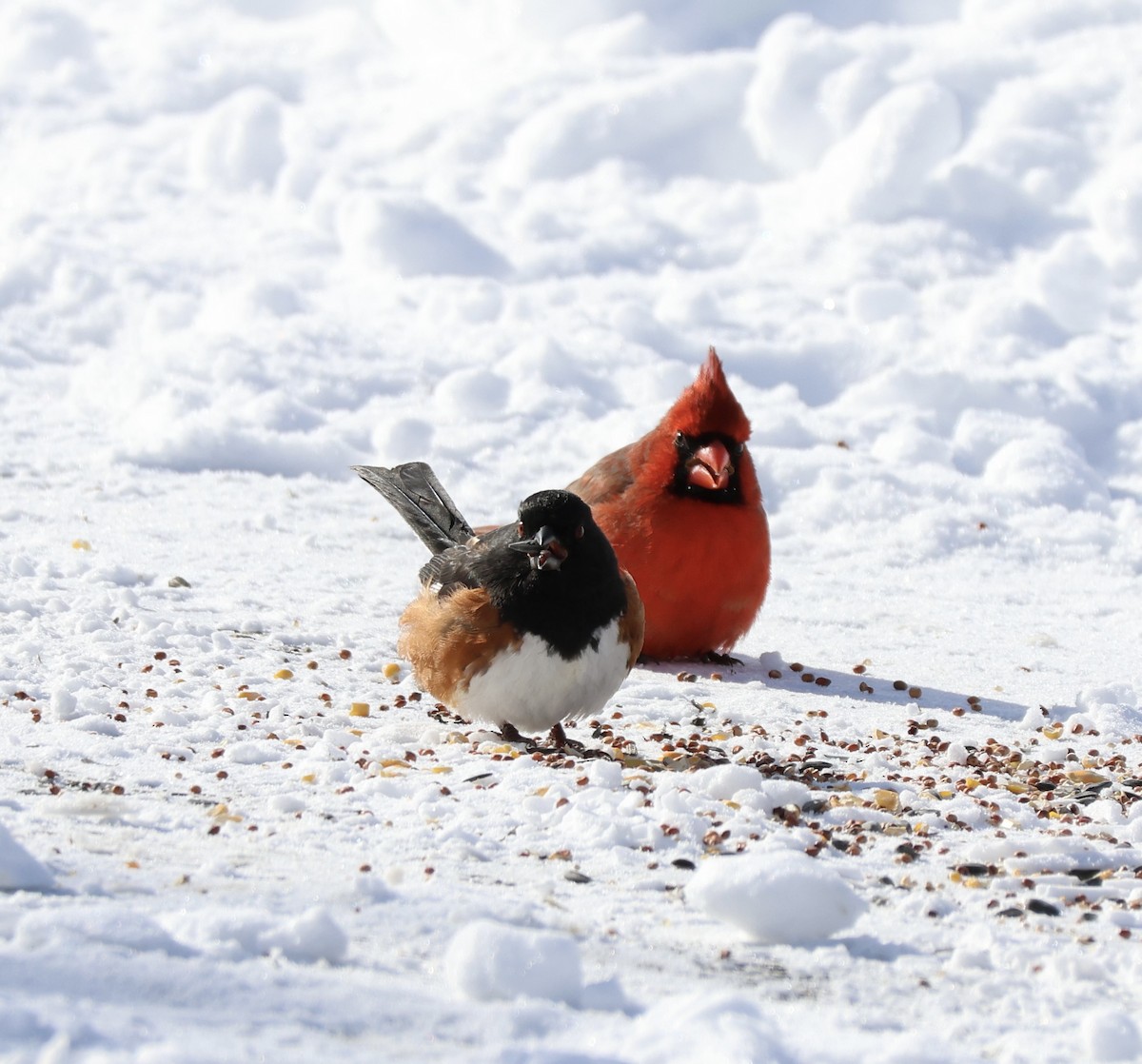 Eastern Towhee - ML650539138