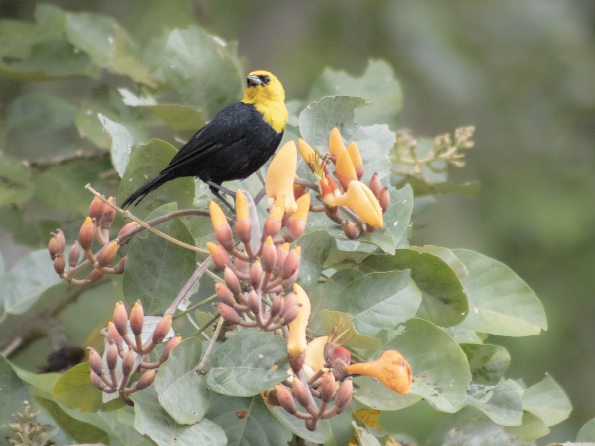 Gelbkopfstärling - ML650539273