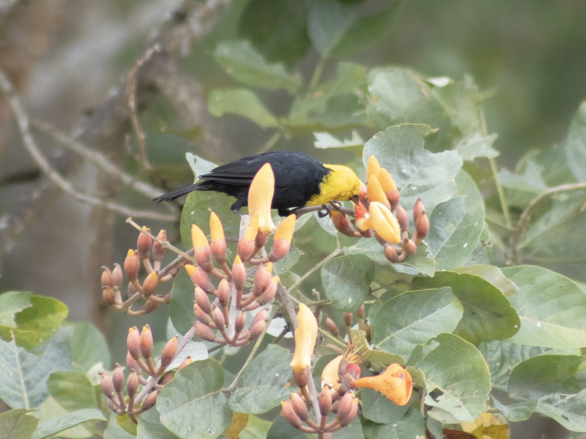 Gelbkopfstärling - ML650539274