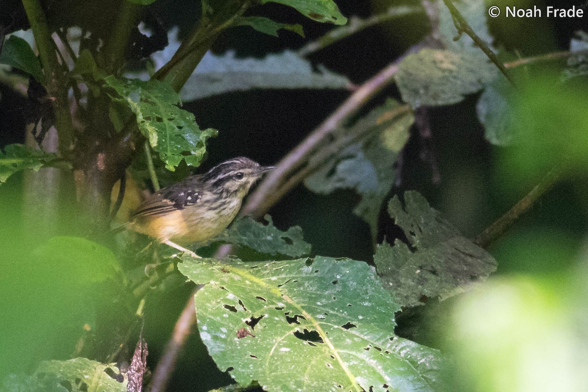 Yellow-breasted Warbling-Antbird - ML65053941