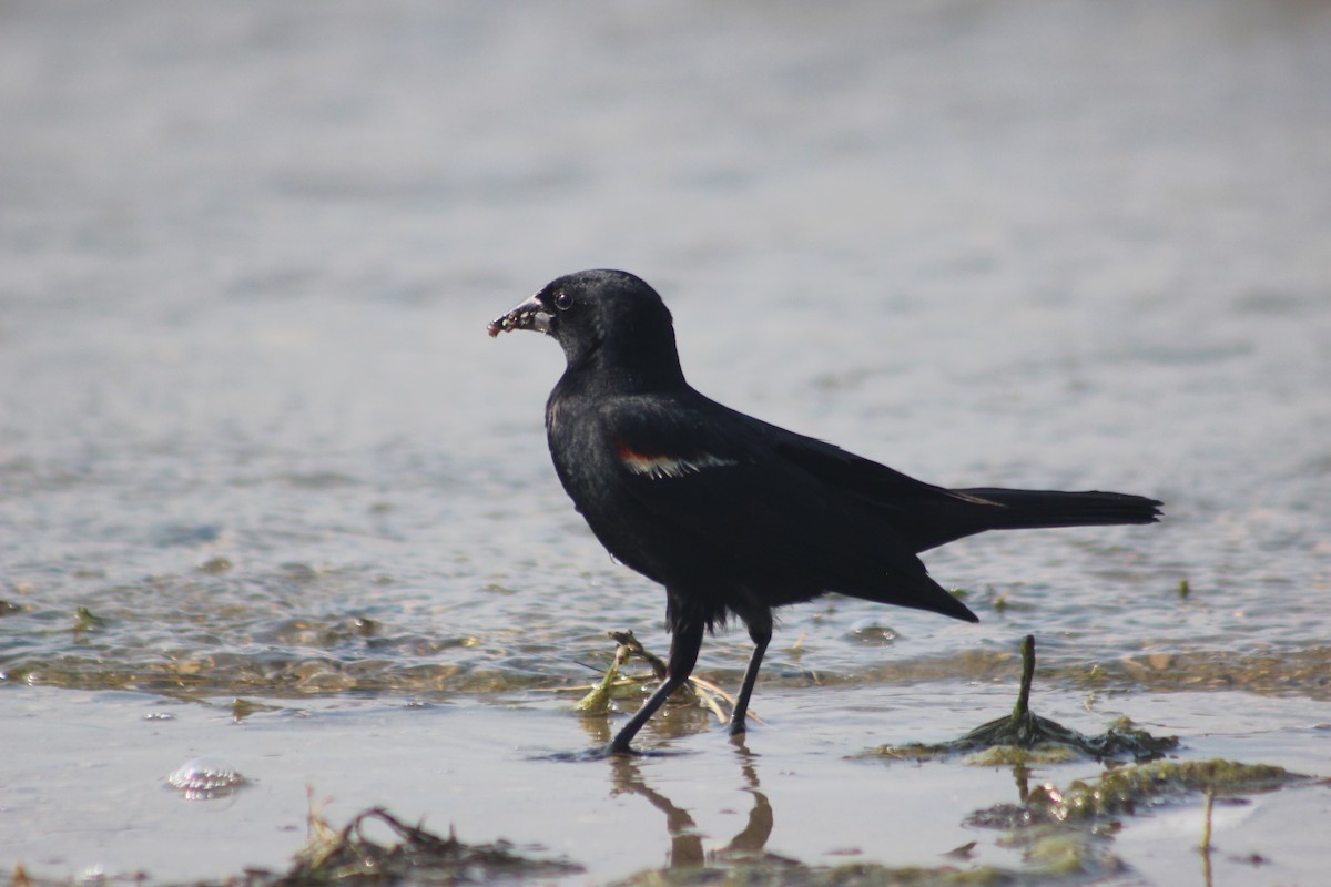 Al Kanatlı Karatavuk - ML650539498