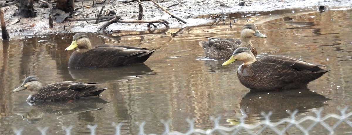 rødfotand - ML650539775