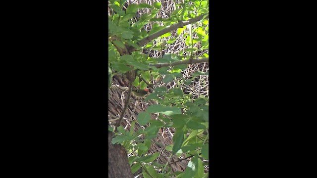 Ruby-crowned Kinglet - ML650539798