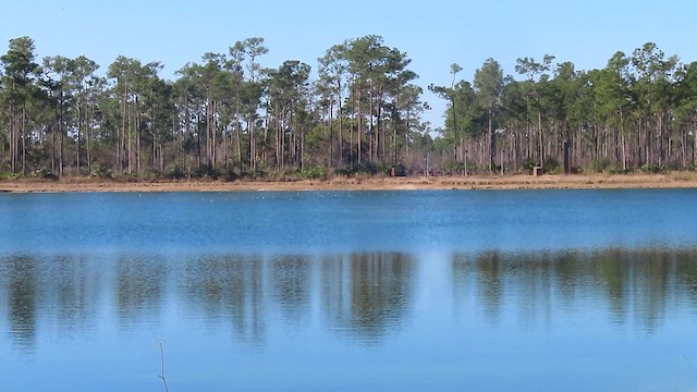 Tree Swallow - ML650540052
