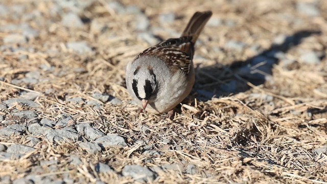 White-crowned Sparrow - ML650540125