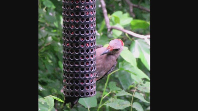 Red-bellied Woodpecker - ML650540387