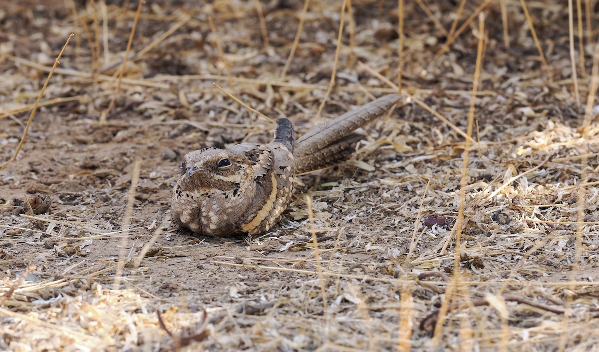 Long-tailed Nightjar - ML650540431
