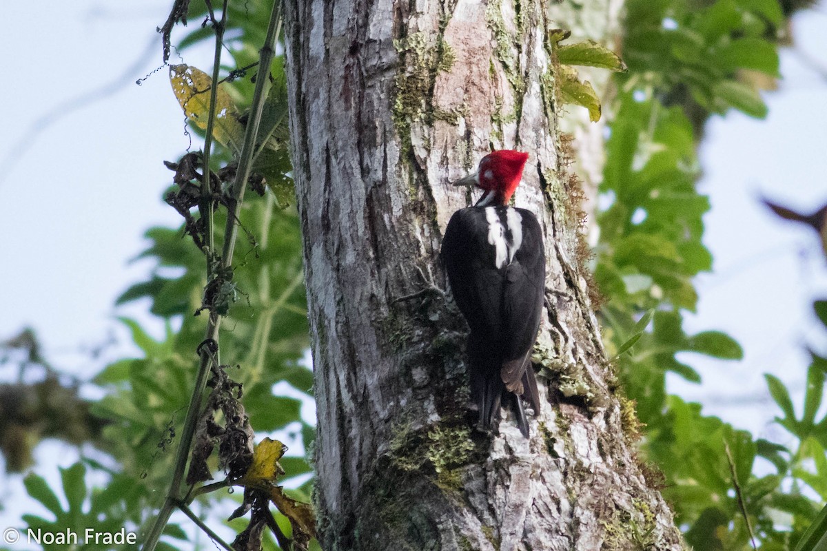 Crimson-crested Woodpecker - ML65054071