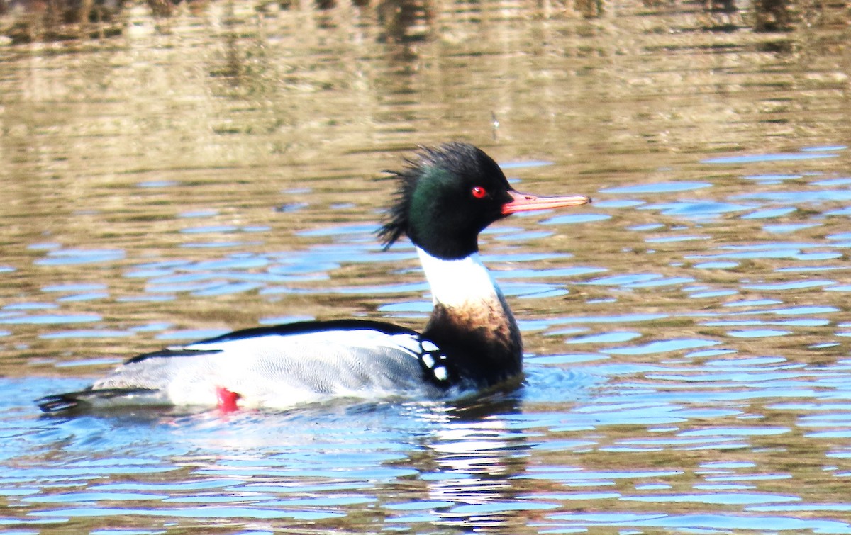 Red-breasted Merganser - ML650540830