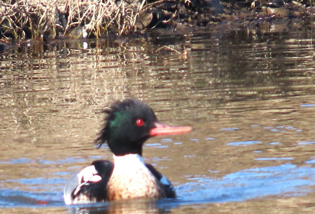 Red-breasted Merganser - ML650540863