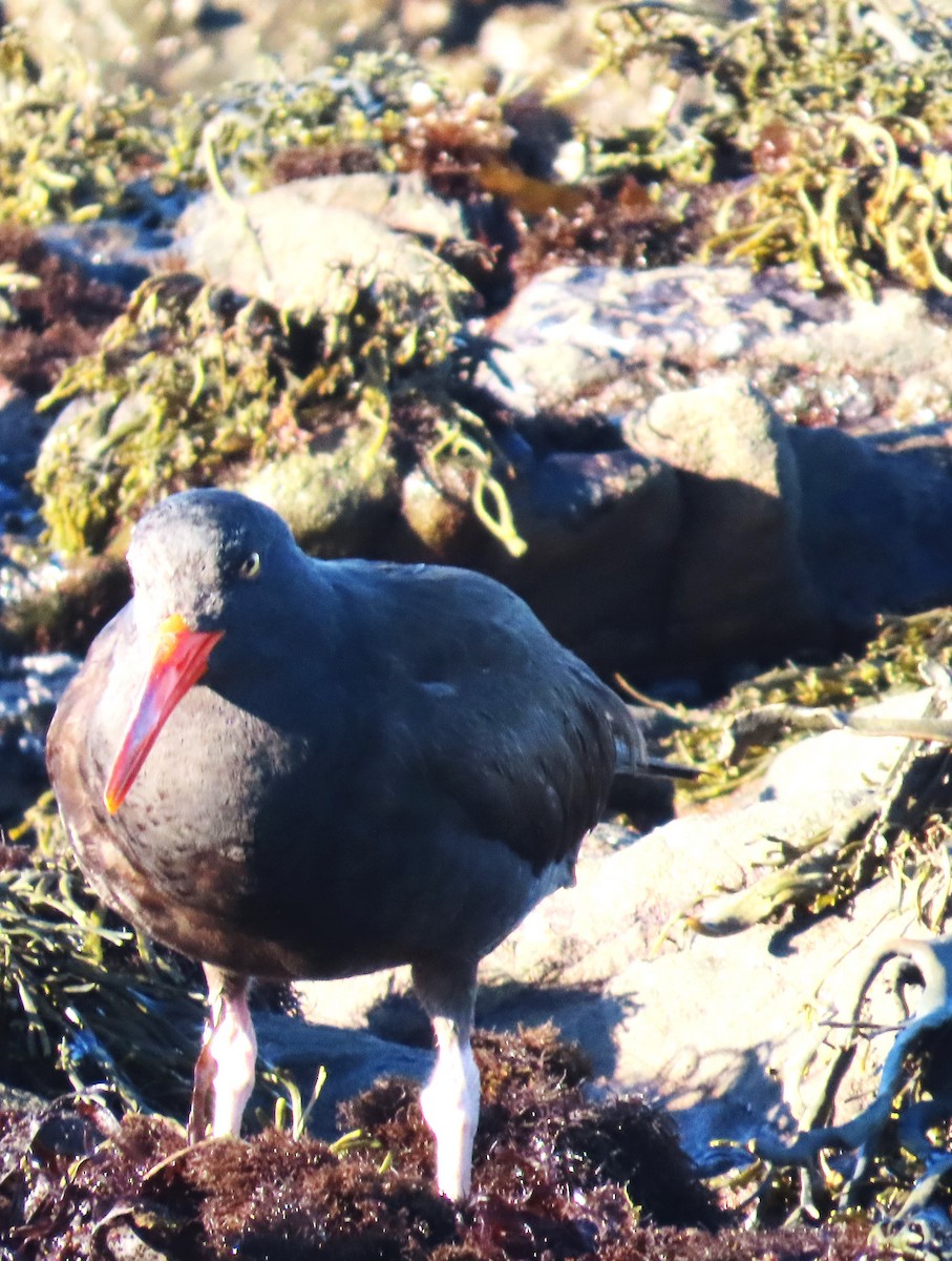 Black Oystercatcher - ML650540894