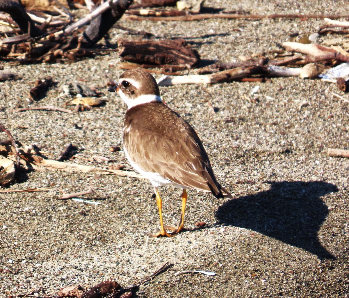 Semipalmated Plover - ML650540912
