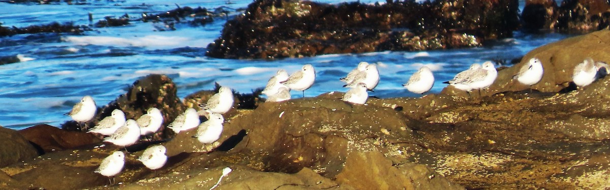 Sanderling - ML650540951