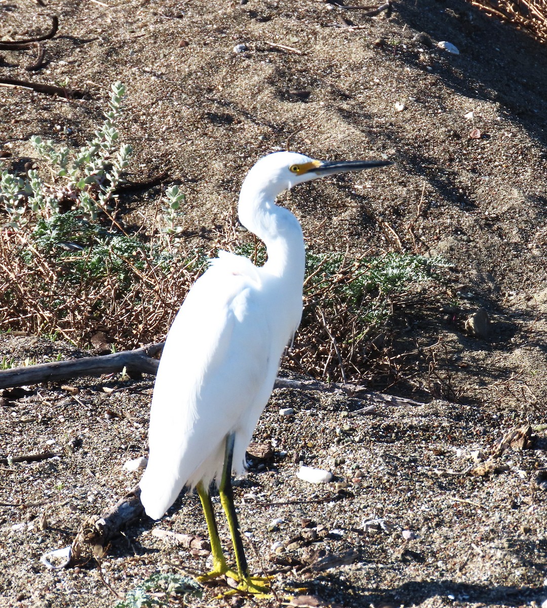 Snowy Egret - ML650540982