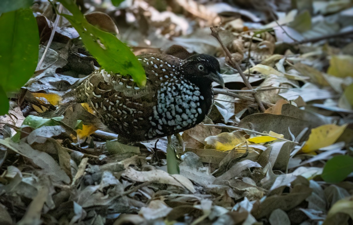 Black-breasted Buttonquail - ML650541003