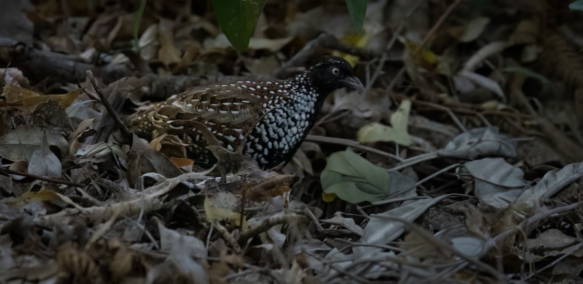 Black-breasted Buttonquail - ML650541004