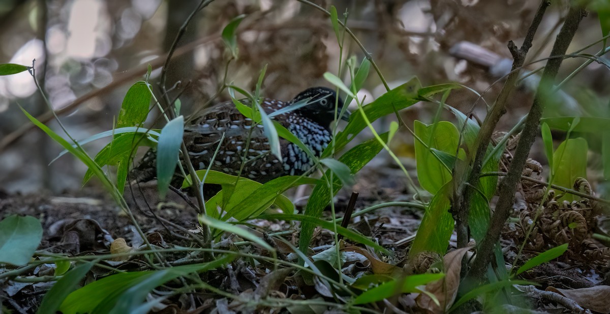 Black-breasted Buttonquail - ML650541005