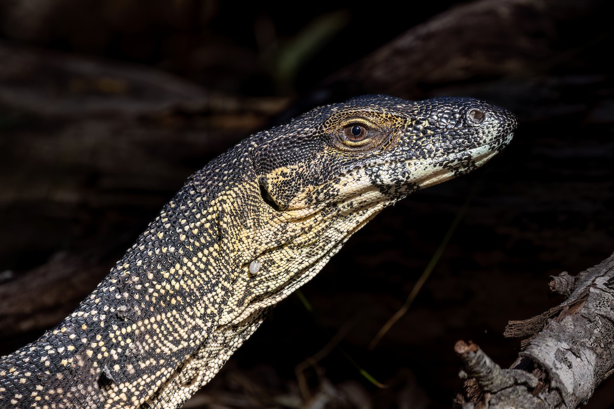 בעלי חיים - ML650541034