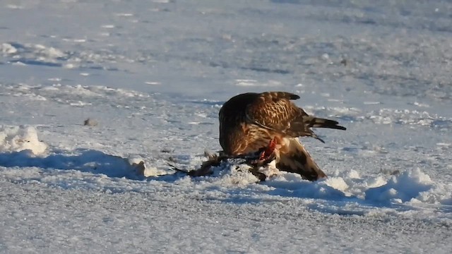 アメリカハイイロチュウヒ - ML650541113