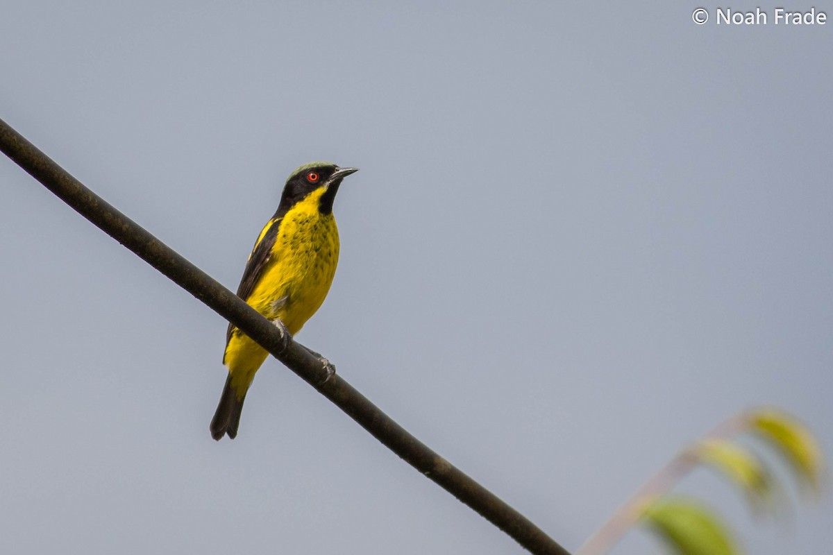 Yellow-bellied Dacnis - Noah Frade