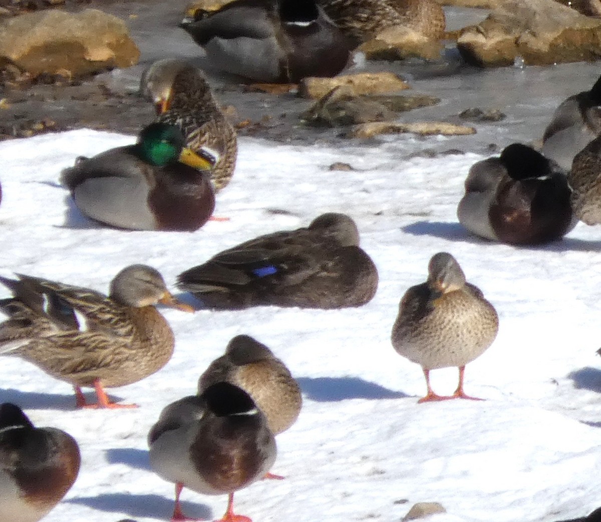 rødfotand - ML650541422