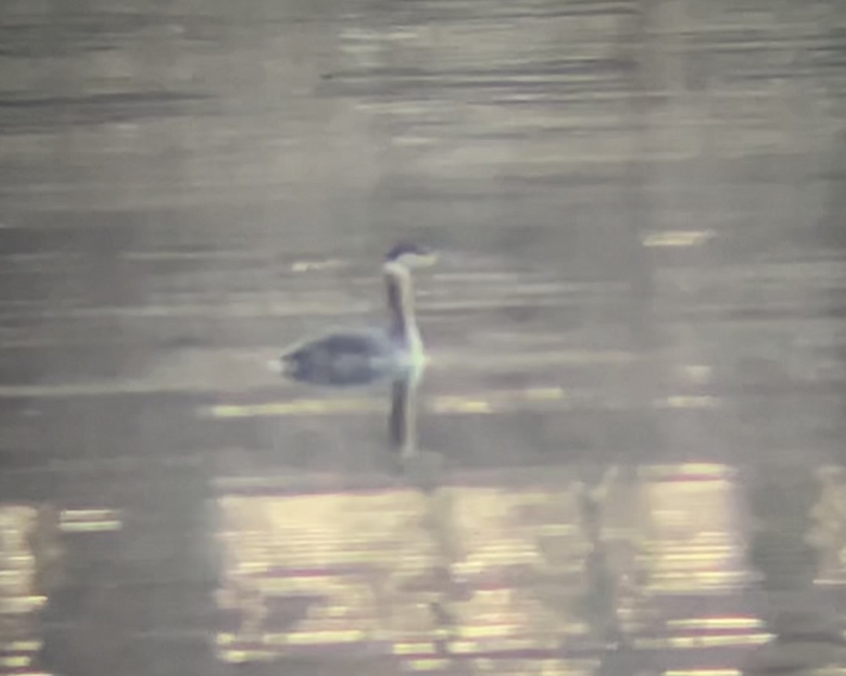 Svasso collorosso - ML650541496