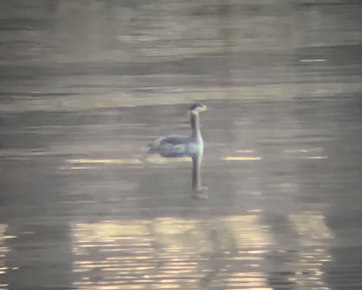 Svasso collorosso - ML650541497