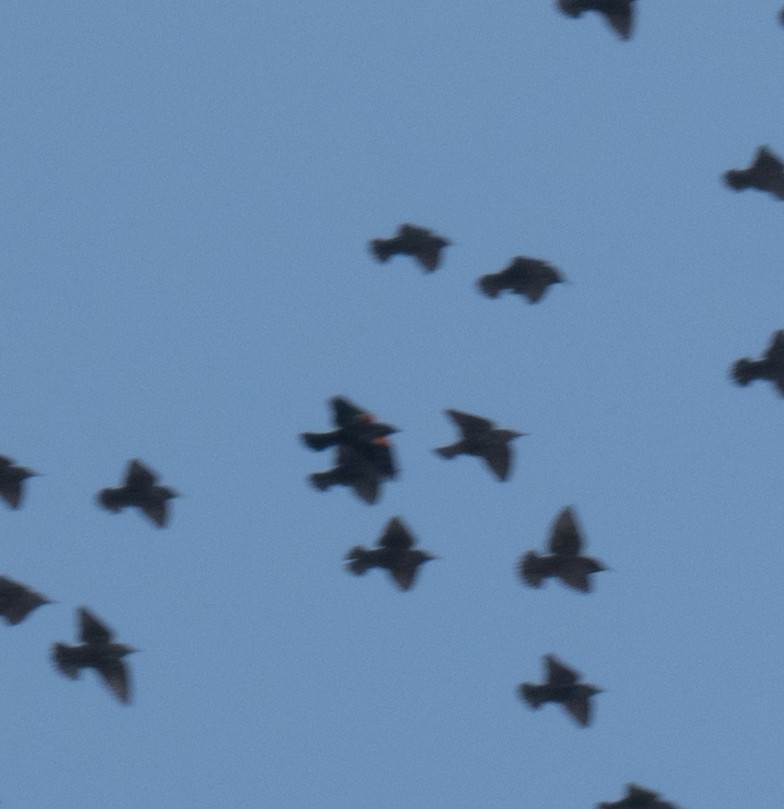 Al Kanatlı Karatavuk - ML650541733