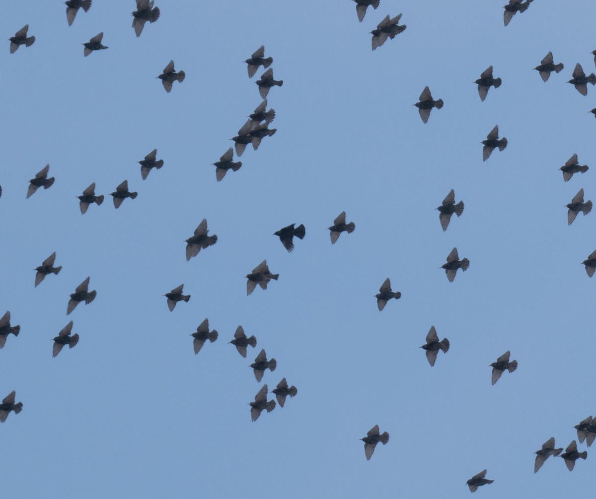 Al Kanatlı Karatavuk - ML650541772