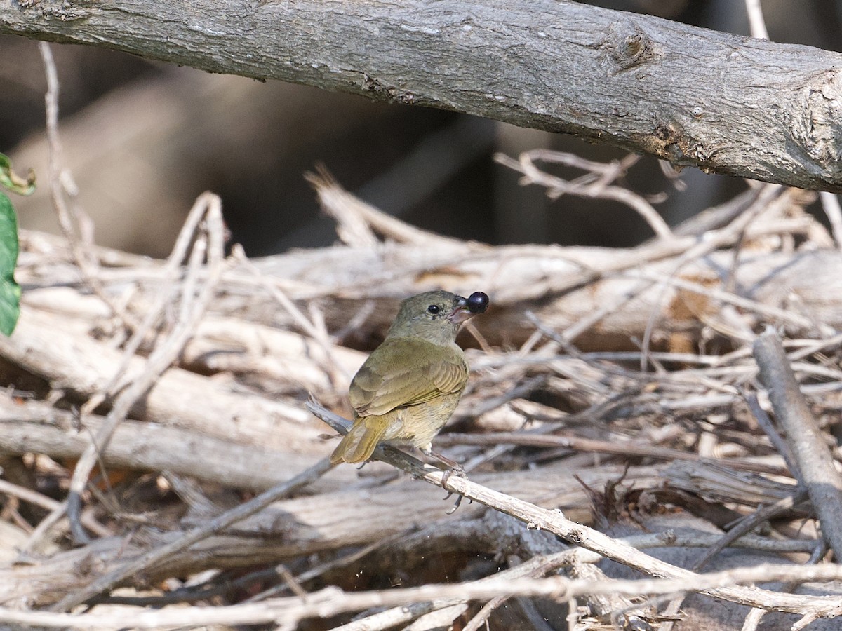 Black-faced Grassquit - ML650541808