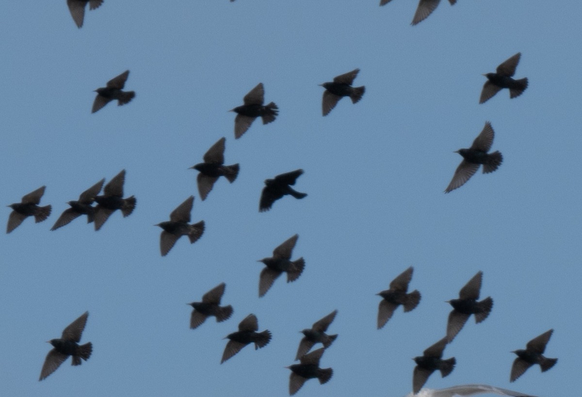 Al Kanatlı Karatavuk - ML650541817