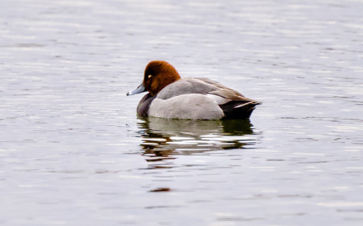 Redhead - ML650541861