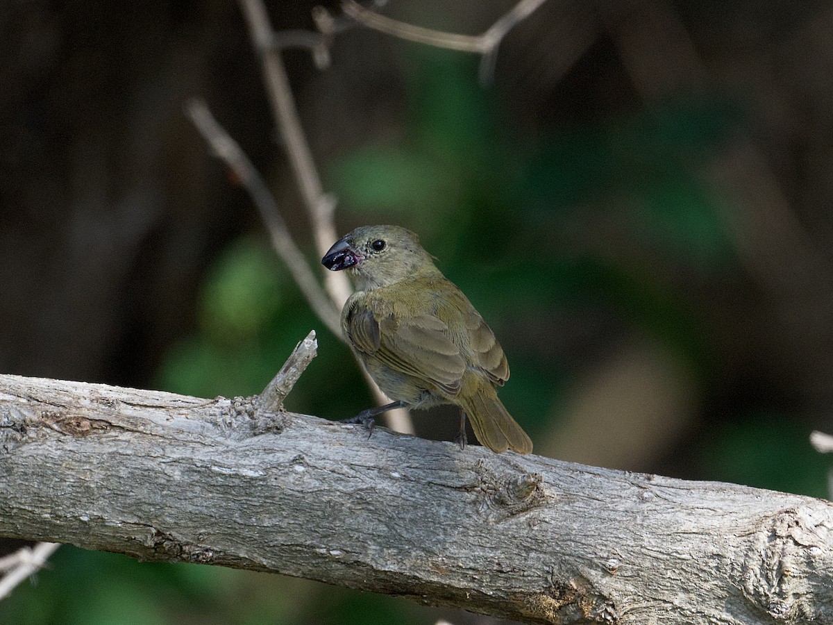 Black-faced Grassquit - ML650541873