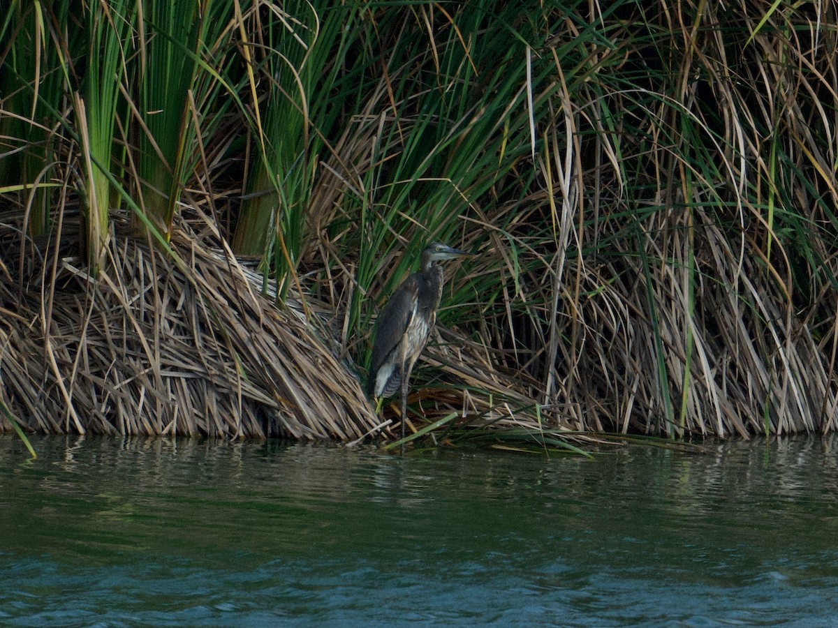 Koartza hauskara amerikarra - ML650542296