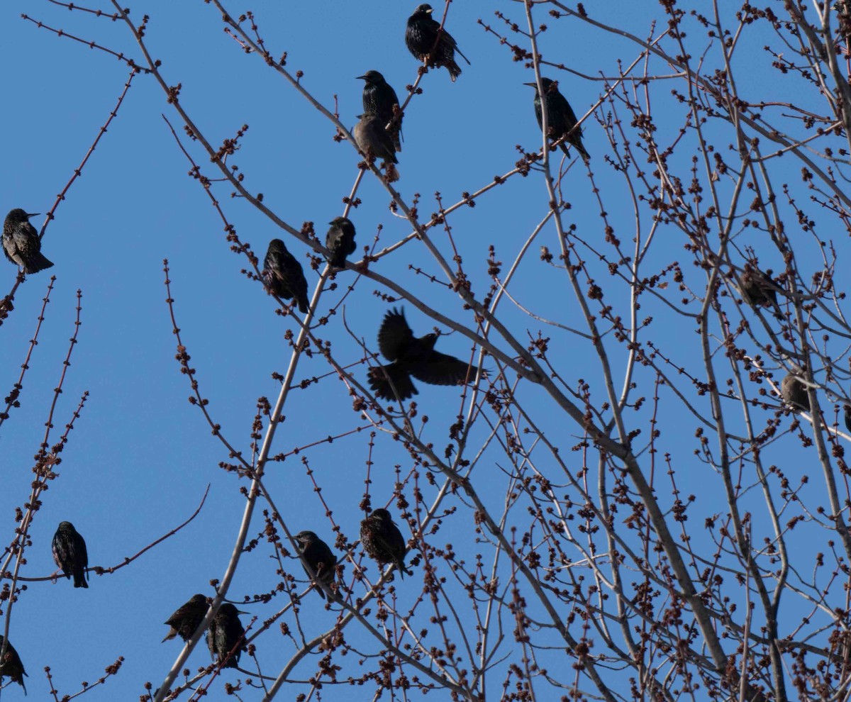 Al Kanatlı Karatavuk - ML650542364