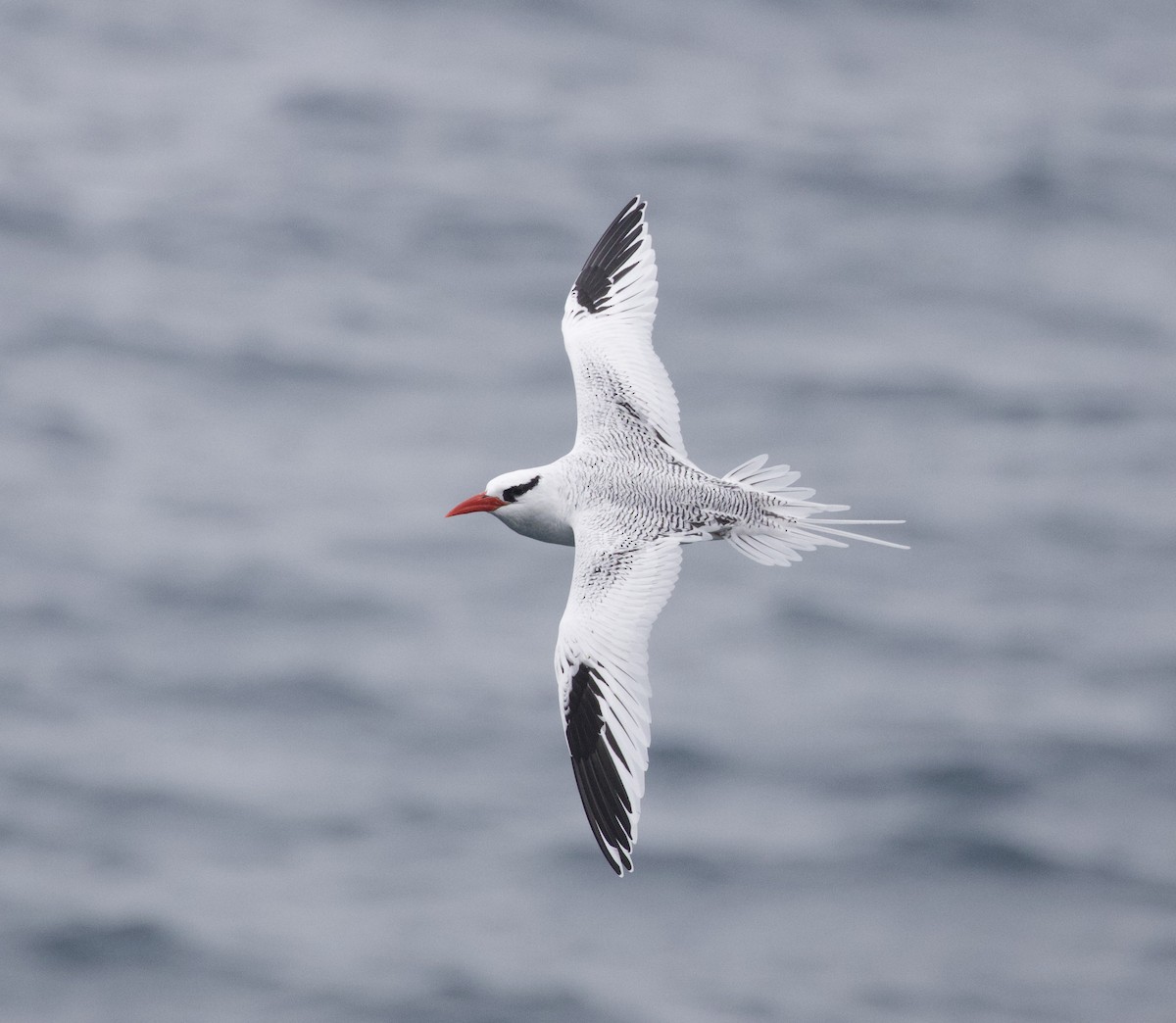 Red-billed Tropicbird - ML650542780