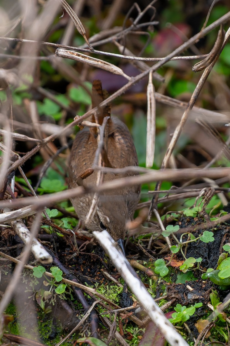 Winter Wren - ML650542877